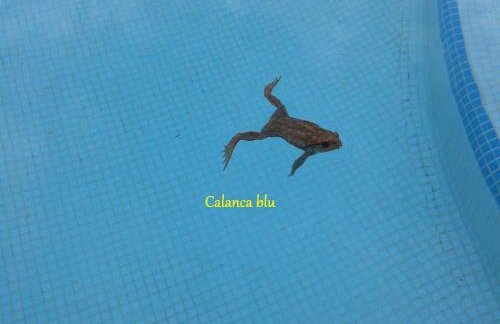 Calanca blu : grand appartement - Foto 46