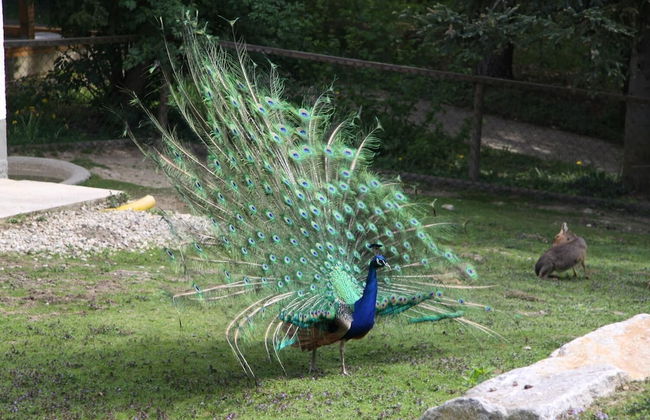 Ferienhof Fenzl - Foto 29