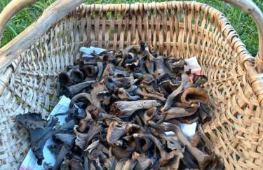 Chez Alexandrine Havre de paix romantique & bucolique Sous les étoiles exactement et proche des châteaux de la Loire et du Parc de Beauval - Foto 25