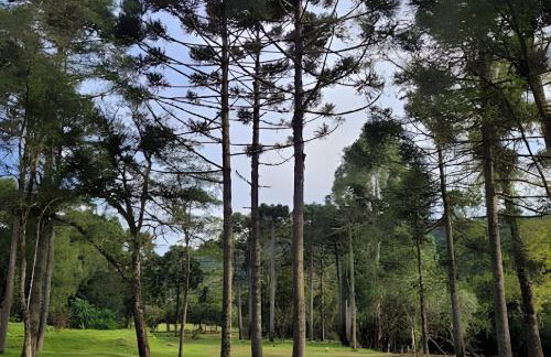 Cabana Pequeno Bosque som dás Águas - Foto 44