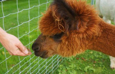 Urlaub mit Alpakas - Foto 40