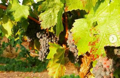 Le Repaire de la Cadière à 5mn des plages ! - Foto 44