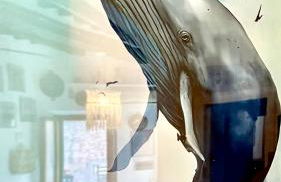 La Cartomante di Bonaparte - Foto 37