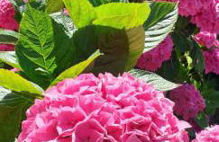 Les Hortensias - Foto 15