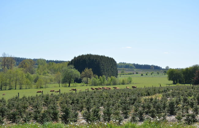 Forest Cottage, Jehonville - Photo 37