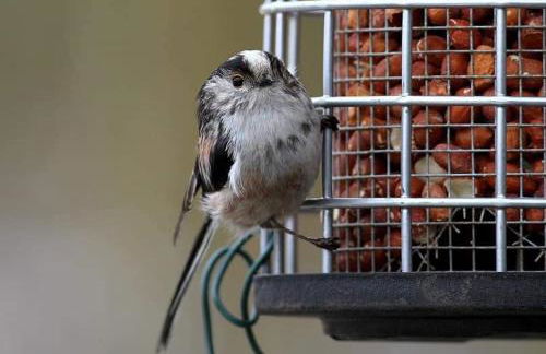 The Old Mill Cottage - Foto 69