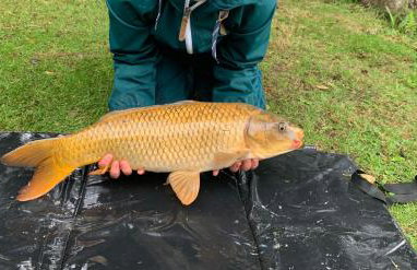 Cornish Crantock Holiday Sandy Toes - Foto 16