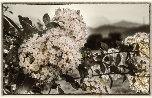 Agriturismo Cignale della Società Agricola Cignale srl - Foto 73