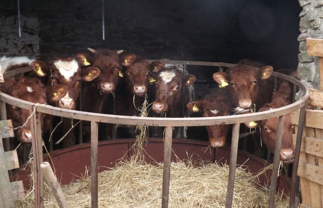 Hillis Close Farm - Foto 12