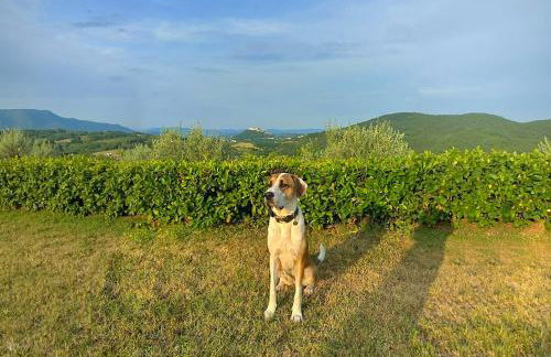 Villa Fiore Spinovci - Foto 44