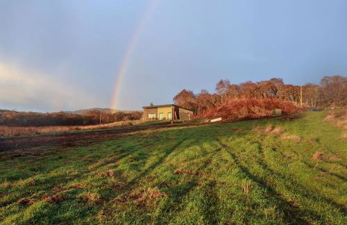 Pine Marten - Foto 42