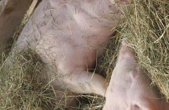 Agriturismo Alle Baite - Foto 74