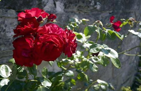 Gutshof Familie Gress - Foto 67