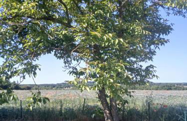 chez juliette - Foto 21