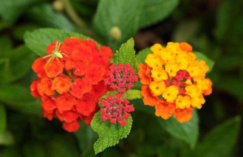 Quinta de Santo António da Serra - Foto 87