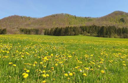 Sonnenbühl Inn Suite & Garden an den Thermen '35C' - Foto 7