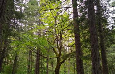 Blissful Solitude Cottage - Foto 7