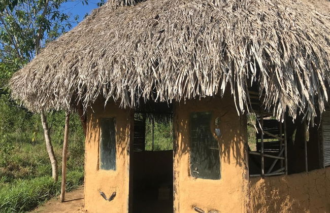 Ayahuaska - Photo 46