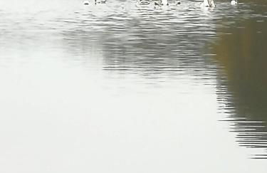 Schwandt-ein Bungalow mit Wasserblick, Ruderboot auf Anfrage - Foto 27
