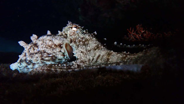 Snorkel nocturno en Porto Santo - Foto 5, Porto dos Frades es un lugar ideal para hacer snorkel