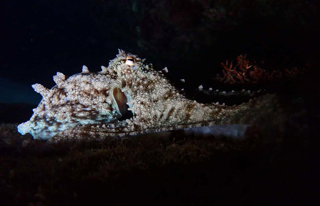 Snorkeling notturno nella spiaggia di Porto dos Frades - Foto 5