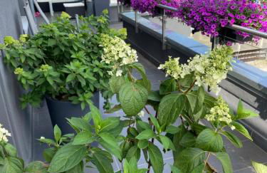 1 grosse elegante Zimmerwohnung 5 Minuten zu Fuss in die Stadtmitte - Foto 34