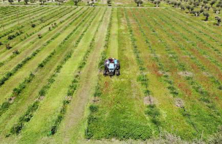 Cortijo de la Seda - Foto 14