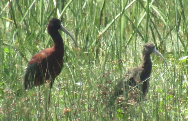 Tour por Maullín + Avistamiento de aves en Quenuir Bajo - Foto 7