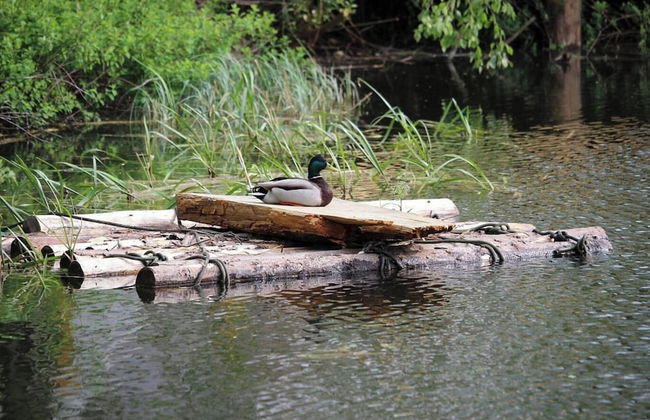 Glamping Jedlova Sleeps 6 With Deck - Foto 7