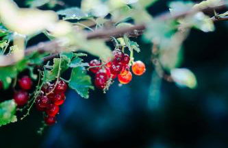 Lavender House - Foto 54