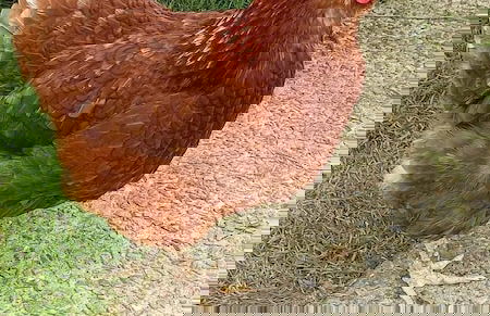 Thornbury Holiday Park - Foto 68