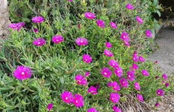 Apartment Zorka - Foto 9