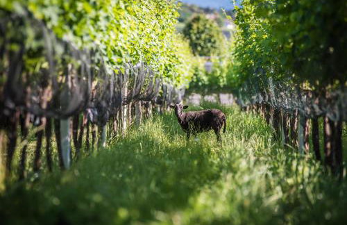 Lochererhof - Foto 20