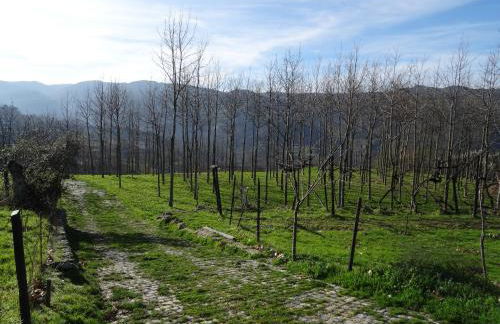 Quinta de S. Cipriano - Foto 22