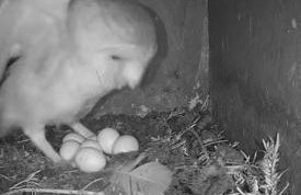 The Udderhouse - Udderly Unforgettable Retreat - Foto 18