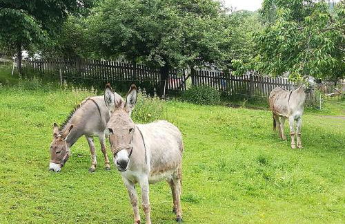 Ferienhof"WaldEsel Rippersroda" - Foto 47
