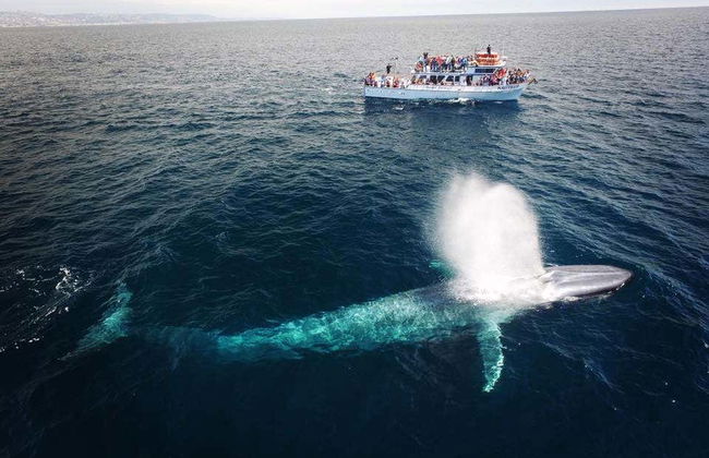 Avvistamento di balene e delfini a Newport Beach - Foto 5