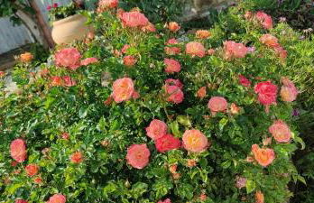 Joka B&B e Home Food - Foto 7