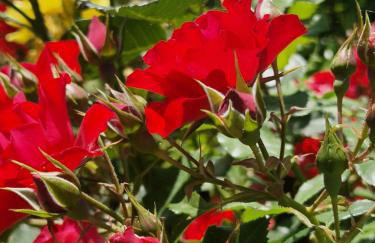 Santa Cristina - Photo 9