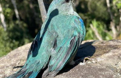 Refúgio Mata Atlântica, Riacho, Piscina, Natureza - Foto 44