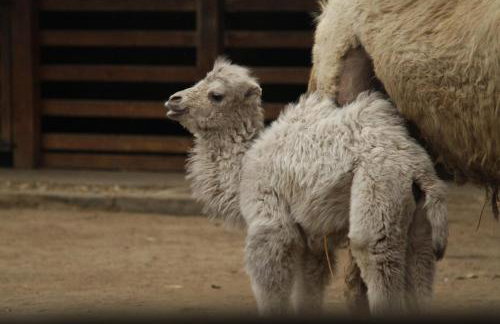 Apartment Nebo - Foto 21