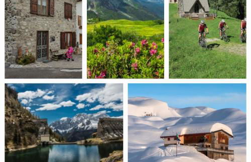 Stella alpina - Foto 1