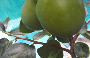 Atelier House - Foto 14