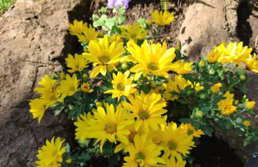 Finca El Trazo - Foto 32