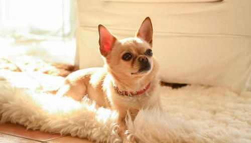 Villa Alegre Playa Calpe Grupo Terra de Mar, alojamientos con encanto - Foto 2, pet friendly