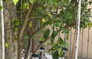 Casa Vacanza Paola Aurigo - Photo 20