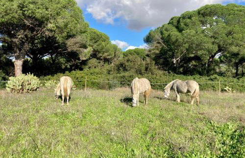Dehesa de las Yeguas casa en finca privada con piscina y playa - Foto 32