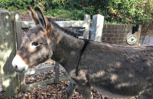 Oak Tree Cottage, Charming, Rural New Forest Home - Foto 48
