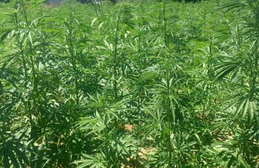 Agriturismo La Terzola 3.0 - Foto 30