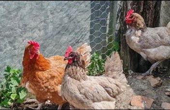 Gîte 4 pers proche cure thermale, Futuroscope, calme et nature à La Roche Posay - Foto 11